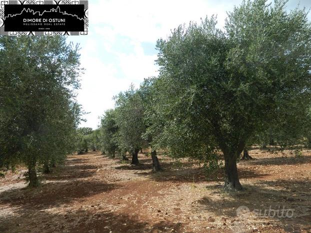 TERRENO 13.000mq - Valle d'Itria - OSTUNI