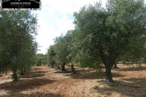 TERRENO 13.000mq - Valle d'Itria - OSTUNI