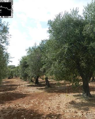 TERRENO 13.000mq - Valle d'Itria - OSTUNI