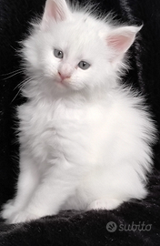 Cuccioli di Maine Coon