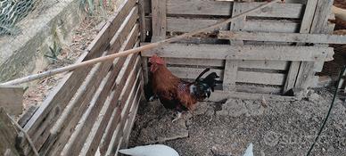Gallo mugellese