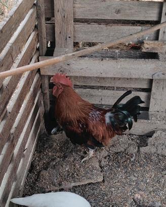 Gallo mugellese