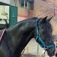 Pony