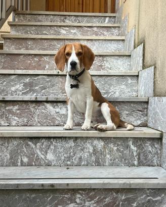 Beagle