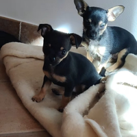 Cani Pinscher/Chihuahua