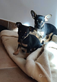 Cani Pinscher/Chihuahua