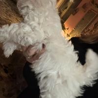 Cucciole di maltese