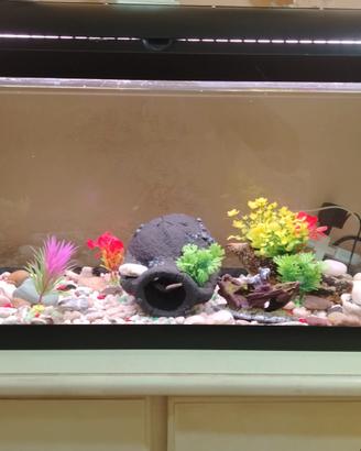acquario