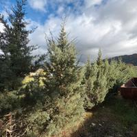 Albero di natale vero / cipresso arizona di 2,5/3m