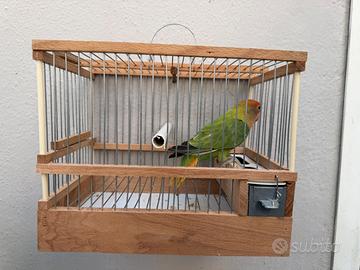 Inseparabile opalino verde