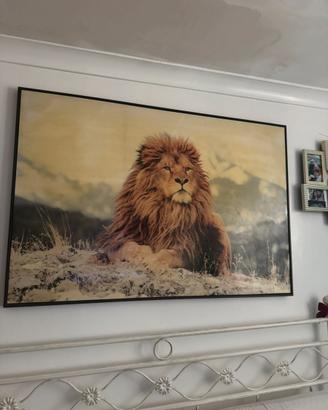Quadro leone