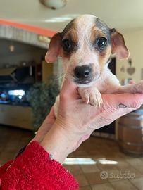 Maschio jack russell terrier
