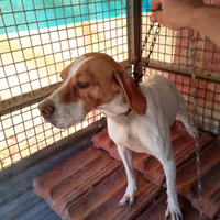Cane da ferma