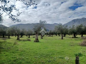 TER. AGRICOLO A VENAFRO