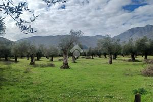 TER. AGRICOLO A VENAFRO