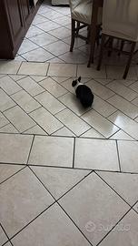 Coniglio circa due anni