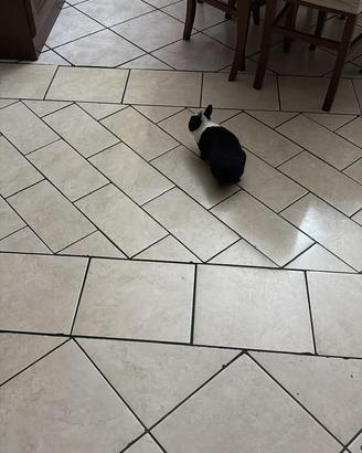 Coniglio circa due anni