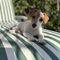 Cuccioli Jack Russell Terrier