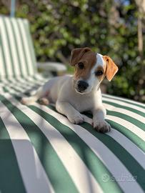 Cuccioli Jack Russell Terrier