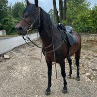 Cavallo