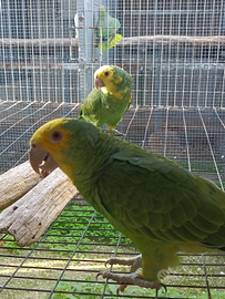 Amazzone oratrix magna