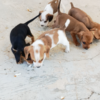 Cani caccia