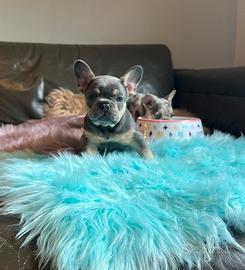 Cuccioli bulldog francese Lilac