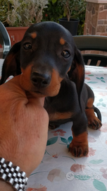 Cuccioli di bassotto