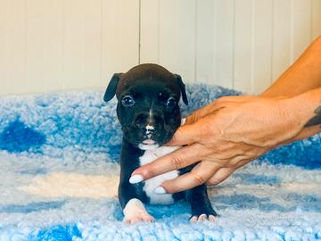 Cuccioli di Amstaff - American Staffordshire