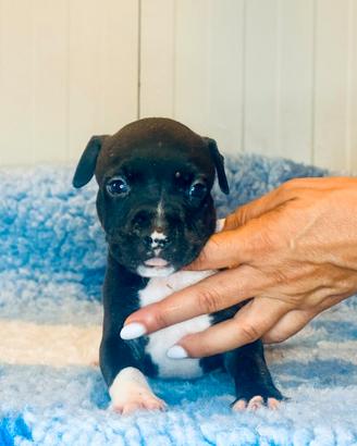 Cuccioli di Amstaff - American Staffordshire