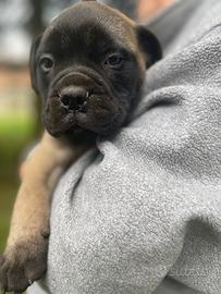 Bullmastiff