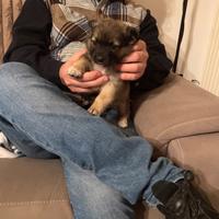 Cucciolo mini mignon due mesi