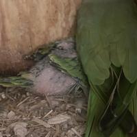 Parrocchetto dal collare