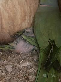 Parrocchetto dal collare