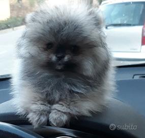 Cuccioli di SPITZ di Pomerania nano