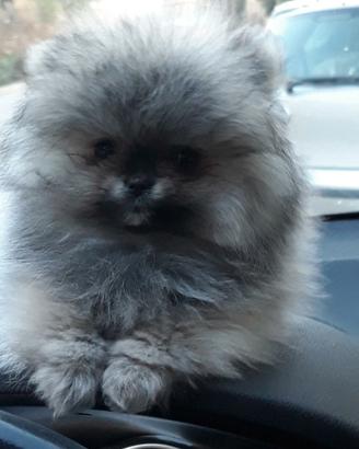Cuccioli di SPITZ di Pomerania nano