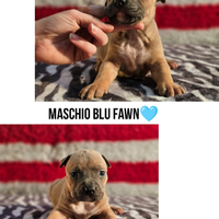 Cuccioli Amstaff alta genealogia