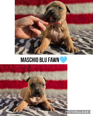 Cuccioli Amstaff alta genealogia