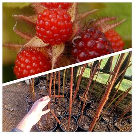 MORA ROSSA GIAPPONESE 
Rubus phoenicolasius
GIA PR