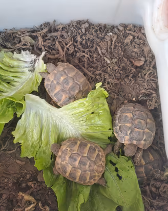 tartaruga 