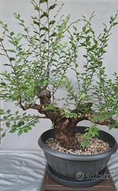 prebonsai Olmo 
