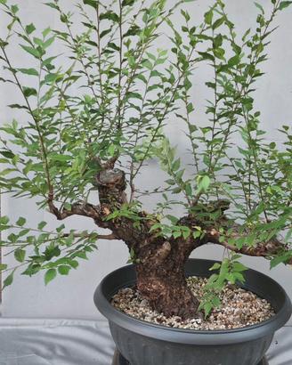 prebonsai Olmo 