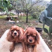 Cavalier king