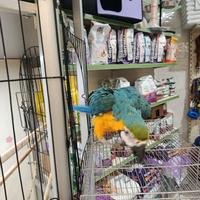 Cucciolo di pappagallo ara arauna