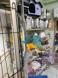 Cucciolo di pappagallo ara arauna