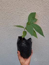 Piantine di Asimina Triloba - banano di montagna
