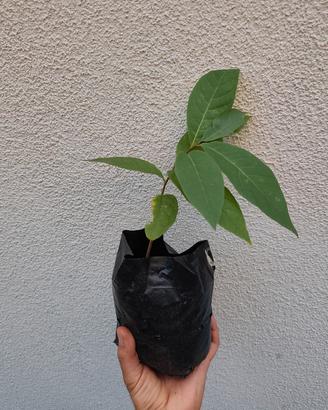 Piantine di Asimina Triloba - banano di montagna