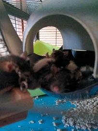 Ratti domestici