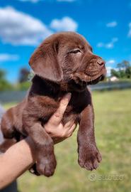 Labrador retriever