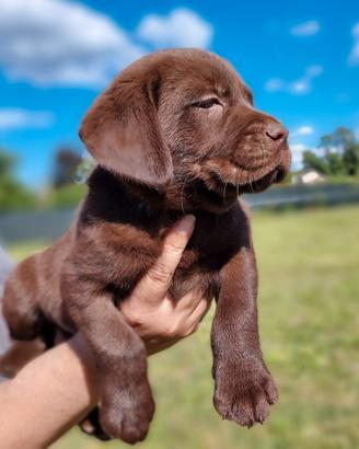 Labrador retriever